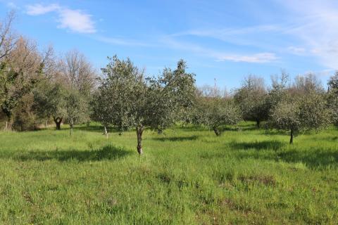 POREČ, BADERNA - uređeno poljoprivredno zemlji&scaron;te s maslinama