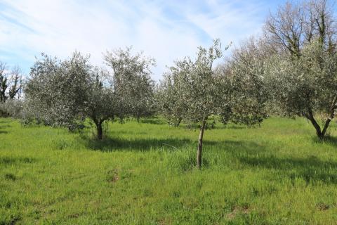 POREČ, BADERNA - uređeno poljoprivredno zemlji&scaron;te s maslinama