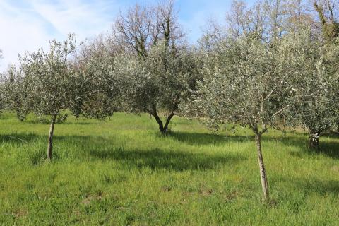 POREČ, BADERNA - uređeno poljoprivredno zemlji&scaron;te s maslinama