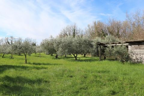POREČ, BADERNA - uređeno poljoprivredno zemlji&scaron;te s maslinama