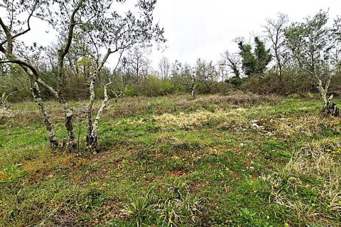 Terreno non edificabile Ka&scaron;tel, Buje, 5.704m2
