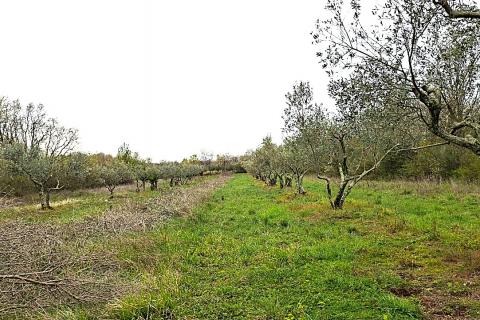 Terreno non edificabile Ka&scaron;tel, Buje, 5.704m2