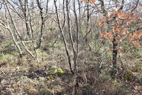 Terreno non edificabile Buje, 3.337m2