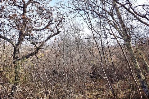 Terreno non edificabile Buje, 3.337m2