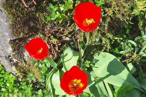 Huis Rukavac, Matulji, 188m2