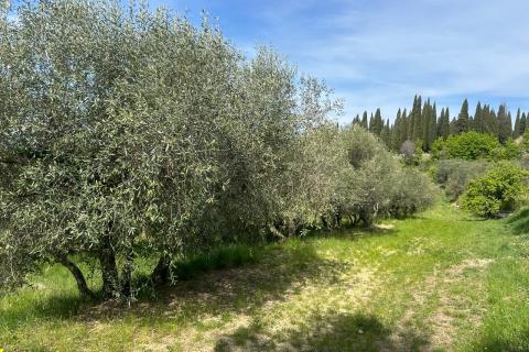 Stavbno zemlji&scaron;če Buje, 608m2