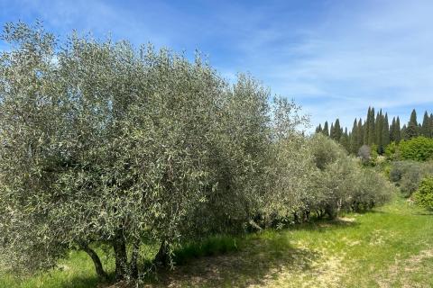 Stavbno zemlji&scaron;če Buje, 608m2