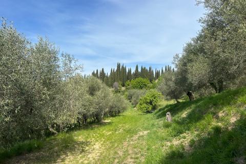 Stavbno zemlji&scaron;če Buje, 608m2