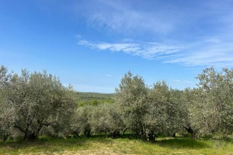 Stavbno zemlji&scaron;če Buje, 608m2