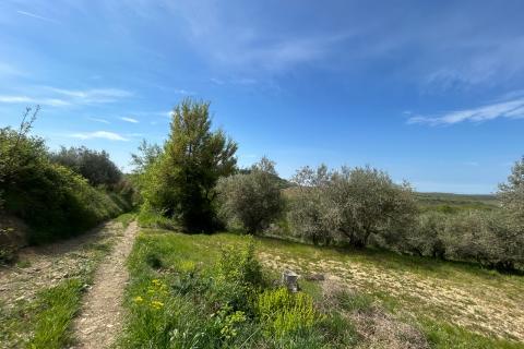 Stavbno zemlji&scaron;če Buje, 608m2