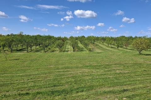 Nova Gradi&scaron;ka, Gorice, veliko zemlji&scaron;te sa objektima