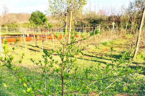 Terreno non edificabile Umag, 3.670m2