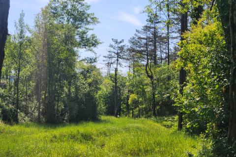 Bauland Buzet, 33.173m2