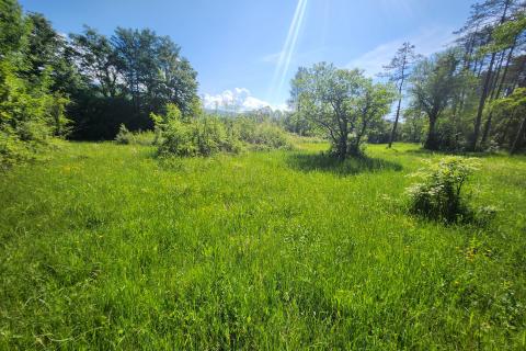 Nicht-strukturelle Land Buzet, 18.144m2