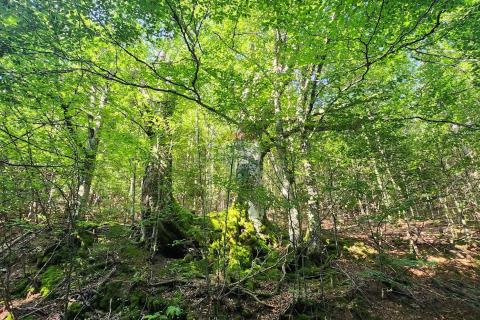 Non-structural plot Hrib, Čabar, 23.946m2
