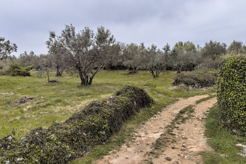 ISTRA, PERU&Scaron;KI - Poljoprivredna zemlji&scaron;ta 22.809 m2