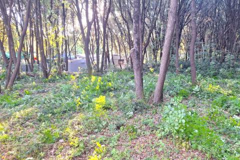 Nicht-strukturelle Land Rovinj, 742m2