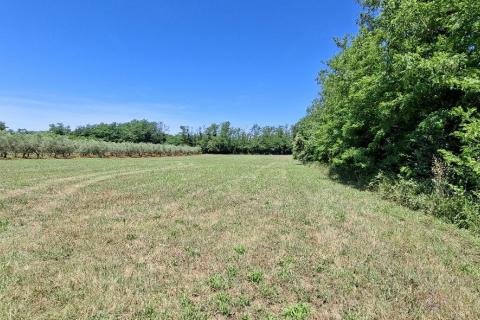 Bauland Brtonigla, 4.001m2