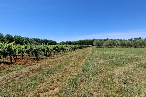Bauland Brtonigla, 4.001m2