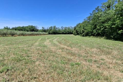 Bauland Brtonigla, 4.001m2