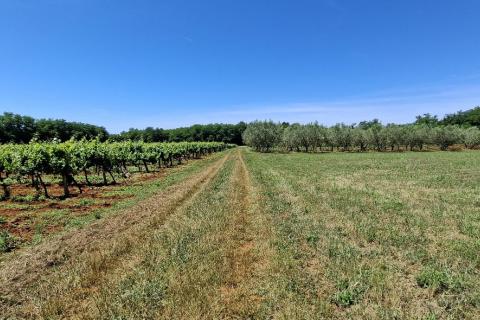 Bauland Brtonigla, 4.001m2