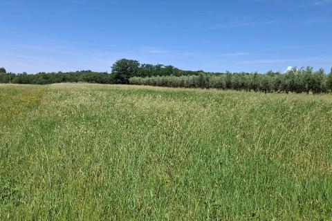 Nicht-strukturelle Land Brtonigla, 5.740m2