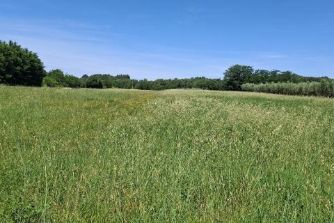 Nicht-strukturelle Land Brtonigla, 5.740m2