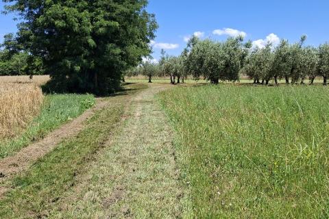 Nicht-strukturelle Land Brtonigla, 5.740m2
