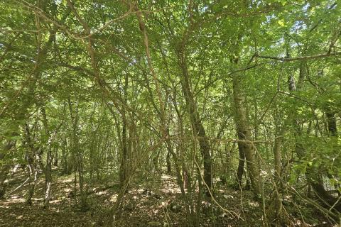 Istra, Umag okolica- negrađevinsko zemlji&scaron;te, &scaron;uma