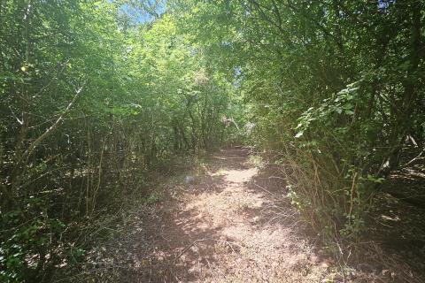 Istra, Umag okolica- negrađevinsko zemlji&scaron;te, &scaron;uma