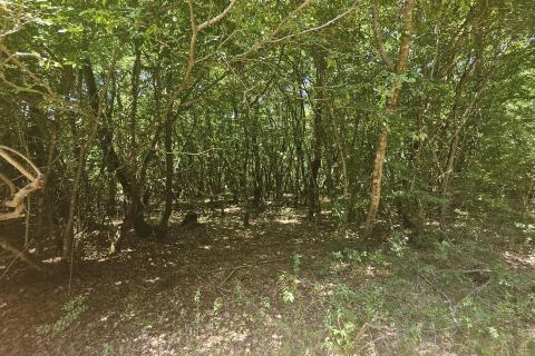 Istra, Umag okolica- negrađevinsko zemlji&scaron;te, &scaron;uma