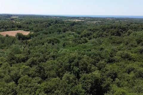 Istra, Umag okolica- negrađevinsko zemlji&scaron;te, &scaron;uma