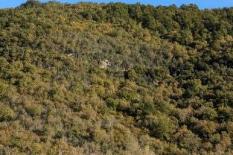 Istra,Labin,Martinski,&scaron;uma