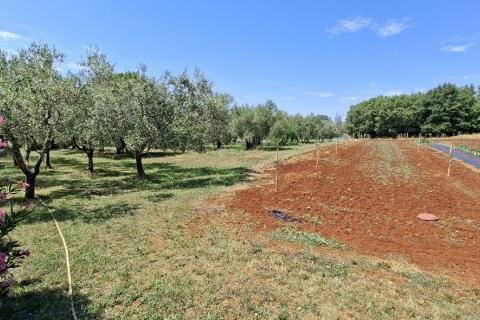 House Juricani, Umag, 420m2