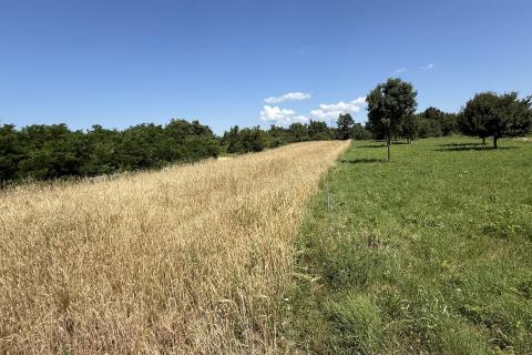 ISTRIEN, ŽMINJ &ndash; Attraktives Baugrundst&uuml;ck in Hanglage