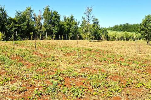 Nicht-strukturelle Land Ka&scaron;tel, Buje, 7.270m2