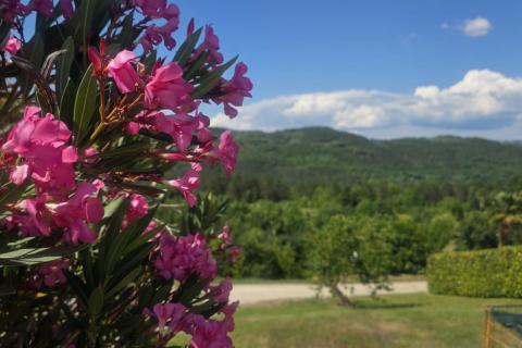 Istra,Buzet,Motovun-kamena kuća u nizu