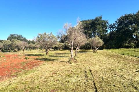 Istra,Brtonigla-Imanje s kućom 330 m&sup2; i 7.800 m&sup2; zemlji&scaron;ta