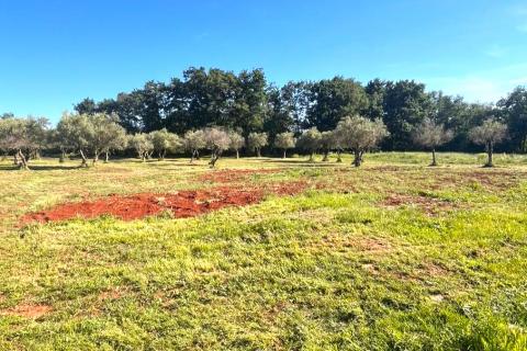 Istra,Brtonigla-Imanje s kućom 330 m&sup2; i 7.800 m&sup2; zemlji&scaron;ta